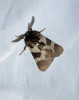 Světlem přilákaný lišaj kyprejový (Deilephila porcellus). U nás je velmi hojný, a tedy i častým návštěvníkem při nočním svícení. Foto A. Martinyová 
