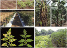 V Ugandě a Keni se pěstují rostliny bramboru (Solanum tuberosum) obsahující R-proteiny účinné proti napadení oomycetou Phytophthora infestans (a). Rajče (S. lycopersicum, b), do něhož byl vnesen receptor EFR zvyšující rezistenci vůči bakterii Ralstonia solanacearum. Tomelo (c), odrůda rajčete s upraveným genomem (genu mlo), odolnější vůči padlí (Oidium neolycopersici). Vnesená zvýšená exprese genů Hrap a Pflp pocházejících z papriky roční (Capsicum annuum) poskytuje větší rezistenci banánovníkům vůči bakterii rodu Xanthomonas (d). Nadprodukce virového obalového proteinu zvyšuje rezistenci papáje (Carica pa­paya) vůči potyviru skvrnitosti papáji  na Havaji (e). Nalevo kontrolní rostliny, modifikované vpravo. Blíže v textu.  Převzato z publikace H. P. van Esse a kol. (2020), s laskavým svolením vydavatele