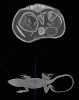 Rekonstruovaný příčný tomografický řez tělem drobného ještěra anolise Anolis sagrei (obr. nahoře) a vyznačení pozice, z níž řez pochází (obr. dole). Ve hřbetní části je vidět průřez obratli a zádovou svalovinou, po stranách části žeber a ve středu jsou patrné většinou průřezy trávicí soustavou vyplněnou natrávenou potravou a hlísticemi. Ke zvýšení kontrastu byl použit Lugolův roztok obsahující jód a skenování probíhalo na přístroji Phoenix VTomeX M CT na University of Florida. Orig. D. C. Blackburn a E. L. Stanley,  Division of Herpetology, Florida Museum of Natural History, Gainesville, Florida