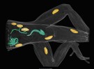 Kolorovaný 3D model zadní části těla ještěra Anolis sagrei. Bez pitvy odhaluje přítomnost a individuální pozici různých druhů parazitů v těle hostitele. Žlutě jsou zvýrazněna larvální stadia vrtejšů (Acanthocephala) v podkoží, tělní dutině a svalovině, zeleně pak těla parazitických hlístic uvnitř trávicí soustavy.  Ke zvýšení kontrastu byl použit Lugolův roztok obsahující jód a skenování probíhalo na přístroji Phoenix VTomeX M CT na University of Florida. Orig. D. C. Blackburn a E. L. Stanley, Division of Herpetology, Florida Museum of Natural History, Gainesville, Florida