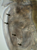 Žaberní váčky na hrudních nožkách hrotnatky (Daphnia sp., viz šipky). Foto J. Mourek