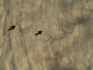 Koncové části vzdušnic (tracheoly, viz šipky), prorůstající do letových svalů švába švába amerického (Periplaneta americana). Na snímku je dobře patrné příčné pruhování svalových vláken. Foto J. Mourek 