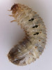 Larva zlatohlávka (Cetonia sp.) s dobře patrnými stigmaty (šipky) tracheální soustavy, která se nacházejí na boční straně zadečkových článků. Foto J. Mourek