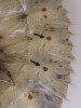 Stigmata a prosvítající vzdušnice na straně zadečku larvy zlatohlávka (Cetonia sp.). Foto J. Mourek