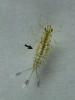 Larva jepice čeledi Baetidae s tracheálními žábrami (šipka) po stranách zadečku. Foto J. Mourek