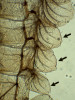 Tracheální žábry (šipky) na zadečku larvy jepice čeledi Baetidae. Uvnitř tracheálních žaber i v zadečkových článcích jsou dobře vidět prosvítající vzdušnice. Foto J. Mourek