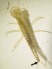 Larva potápníka dýchá vzdušný kyslík pomocí trubičky (sifonu, viz šipka) na konci zadečku. V těle jsou dobře patrné prosvítající vzdušnice. Foto I. Králíček