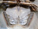 Zadečkové plovací nohy ostrorepa (Tachypleus sp.), které ukrývají knihovité žábry (book gills). Foto J. Mourek