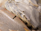 Okraj knihovitých žaber (book gills, viz šipka) na zadní straně zadečkových plovacích nohou ostrorepa (Tachypleus sp.). Foto J. Mourek
