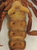 Čtyři páry plicních vaků (viz šipky) na břišní straně zadečku štíra měnlivého (Euscorpius italicus). Foto J. Mourek
