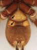 Dva páry plicních vaků (viz šipky) na břišní straně zadečku sklípkana krásnonohého (Harpactira pulchripes). Foto J. Mourek