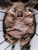 Vnitřní strana svlečky ze zadečku sklípkana překrásného (Grammostola pulchra) se dvěma páry plicních vaků (šipky). Foto J. Mourek