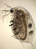 Samička hrotnatky (Daphnia sp.) se žaberními váčky na hrudních nožkách (viz šipky). Na hřbetní straně se v hrudi nachází váčkovité srdce (s), níže se v plodové komůrce vyvíjejí dvě embrya.  Foto J. Mourek