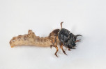 Exkurze jsou příležitost, jak se zblízka podívat na mnohé zajímavé  formy: larva svižníka (Cicindela sp.). Foto P. Šípek