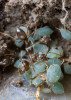 Na myrmekofilní druhy hmyzu narazíme převážně za chladnějšího jarního počasí, ale i na podzim. Mravenci rodu Lasius a jejich podzemní kolonie mšic. Foto P. Šípek