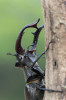 Roháč obecný (Lucanus cervus) vede přes svou velikost poměrně skrytý život. Foto P. Šípek