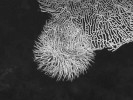 Rudomořská rohovitka (Subergorgia) se stala podkladem pro postupně se  rozrůstající kulovitou kolonii mnohoštětinatých červů (Serpulidae) ukrytých v tenkých vápenatých trubičkách.  Foto A. Petrusek