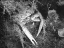 Krabi rodu Maja se aktivně maskují kousky řas, které na tomto netradičním substrátu dále rostou. Při každém  svlékání si však krabi musejí „zahrádku“  obnovit – k tomu často poslouží i řasy rostoucí na svlečce původního krunýře. Foto A. Petrusek