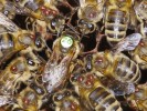 Bezkřídlé mouchy včelomorky (Braula coeca) připomínají nebezpečné parazitické roztoče kleštíky včelí (Varroa destructor). Oproti patogenním roztočům sajícím hemolymfu hostitelů se však specializují pouze na nenápadné ujídání potravy včelám od ústního ústrojí během jejich vzájemného krmení, nejčastěji při krmení matky mateří kašičkou. Foto D. Titěra