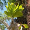 Důmyslnou epifytickou adaptací pro zachytávání organického opadu jsou negativně geotropické kořeny (rostoucí vzhůru). Ježatý porost se anglicky označuje trash-baskets (popelnice). Zde zástupce rodu Catasetum (vstavačovité – Orchidaceae). Palenque, Chiapas, Mexiko.  Foto T. Urfus 