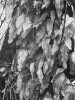 Blánatec Hymenophyllum cruentum je běžným zástupcem epifytických kapradin v lesích na jihozápadním pobřeží Jižní Ameriky. Foto J. Malíček