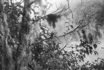  Lišejníky z hlediska pokryvnosti  ve srovnání s cévnatými rostlinami dominují. Horský tropický les, Panama. Foto O. Koukol