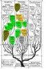 Jeden z vývojových stromů publikovaný Ernstem Haeckelem v r. 1866 s vy­značenými tradičními skupinami, jako jsou houby (čísla 5 a 13),  řasy (3, 4 a 6 a 9–12), prvoci (2 a 7)  a bakterie (středně šedá, 1). Už z tohoto poměrně jednoduchého schématu vidíme polyfyletickou situaci řas.