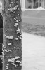 Trsy plodnic klanolístky obecné (Schizophyllum commune) na kmeni javoru v univerzitním kampusu  Goetheho Univerzity ve Frankfurtu nad Mohanem (Německo). Foto O. Koukol