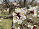 Plné kvetení meruňky obecné (Prunus armeniaca), odrůda ′Velkopavlovická′, v ovocném sadu Zahradnické fakulty Mendelovy univerzity v Lednici v r. 2024. Foto P. Dížková 