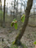 Pozorované fenologické fáze habru obecného (Carpinus betulus) – rozvoj listů. Monitorováno v r. 2024 na lokalitě Lanžhot. Foto P. Dížková