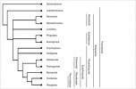 Fylogenetické vztahy ve skupině Ecdysozoa. Upraveno podle různých zdrojů. Orig. M. Chumchalová