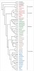 Fylogenetické vztahy ve skupině Panarthropoda. Upraveno podle různých zdrojů. Orig. M. Chumchalová