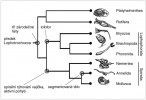 Fylogenetické vztahy ve skupině Lophotrochozoa. Upraveno podle různých zdrojů. Orig. M. Chumchalová