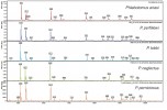 Srovnání druhově specifických protei­nových spekter 6 středomořských druhů flebotomů podrodu Larroussius, jejichž morfologické rozlišení je obtížné, ale proteinové profilování umožňuje jednoznačnou druhovou identifikaci. Všech 6 druhů se podílí na přenosu lidské viscerální leishmaniózy. Orig. P. Halada