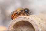 Nejhojnější včelou hmyzích hotelů je jedna z našich nejpočetnějších včel – zednice rezavá (Osmia bicornis). Samice má typické výrůstky na hlavě. Foto V. Šoltys 