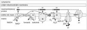 Schéma dýchacího řetězce a zapojení odpřahovacího proteinu 1 (UCP1).  Při katabolických reakcích se elektrony (e-, šedé body) z oxidovaného substrátu (lipidu nebo sacharidu) dostávají na elektronové přenašeče NADH a FADH2 (FAD je součástí komplexu II, v obr. není zakreslen) a skrze ně vstupují do dýchacího řetězce na vnitřní mitochondriální membráně. Z komplexu I a II elektrony na komplex III dále přenáší ubichinon (koenzym Q, v obr. označen Q). Z komplexu III elektrony pokračují skrze cytochrom c (v obr. C) na komplex IV, kde jsou použity k redukci kyslíku na vodu. Při průchodu elektronů přes komplexy I, III a IV jsou z mitochondriální matrix  do mezimembránového prostoru čerpány protony (H+, černé body), čímž vzniká elektrochemický gradient. Protony jsou zpět do matrix propouštěny skrze  komplex V a jejich energie se přitom využije k tvorbě adenosintrifosfátu (ATP) z adenosindifosfátu (ADP) a anorganického fosfátu (Pi). Alternativně mohou  protony procházet přes odpřahovací  protein 1, přičemž se veškerá energie uvolní ve formě tepla (UCP1).  Orig. R. Bošková, upraveno podle: R. Zhou-Zhao a kol. (2019)