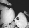 U slepičích vajec s 9–11denními zárodky jsou odvrtány skořápky na  místech, kde se kříží dvě silnější cévy  extraembryonálních krevních oběhů. Všechny obr. laskavě poskytl syn Jiří Hašek; převzato z práce prasynovce M. Haška Michaela Havlíka (1998)