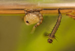 Larva (vpravo) a kukla (vlevo) jednoho z našich původních zástupců rodu Aedes. Foto P. Šípek