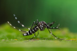 Samec komára tygrovaného (Aedes albopictus), který v Evropě patří k invazním druhům. Foto A. Lindström („Reverse“ identification key for mosquito species 2022; klíč pro určení druhů dostupný na www.ecdc.europa.eu/en)