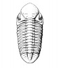 Vědecky přesná rekonstrukce trilobita Reedops cephalotes ze spodního devonu (stupně pragu) z oblasti Barrandienu byla použita na obálce Chlupáčovy monografie o phacopidních trilobitech (1977).