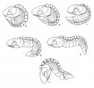 Součástí monografie o phacopidních trilobitech byla i studie způsobů stáčení trilobita Reedops bronni ze spodního devonu (stupně pragu) z oblasti  Barrandienu. Orig. I. Chlupáč (1977)