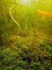 Krajina na dně v hloubce 1,5–2,2 m. Koberce úporu (Elatine), uprostřed zevar (Sparganium) a dále stolístek (Myrio­phyllum) a rdest (Potamogeton). Foto J. Duras