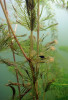 Rostlina stolístku s kulovitými  koloniemi vířníků rodu lalokovka (Lacinularia) a plžem písečníkem novozélandským (Potamopyrgus antipodarum). Foto J. Duras