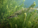 Mimo porost vodního moru (Elodea) by maskovací zbarvení štiky obecné (Esox lucius) vypadalo nápadně. Foto J. Duras