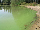 Velký Bolevecký rybník a sinice rodu Microcystis v srpnu 2003. Foto J. Duras