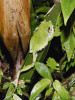 Při šplhání v husté vegetaci žáby běžně kombinují adhezi s úchopem – létavka tchajwanská (Zhangixalus moltrechti). Lijia, Tchaj-wan. Foto J. Moravec
