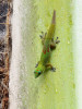 Adhezivní lamely umožnily mnohým gekonům snadno šplhat po vertikálních hladkých plochách a obsadit volné nadzemní biotopy. Příkladem je felsuma zlatoocasá (Phelsuma laticauda) původem z Madagaskaru, která byla zavlečena na Havajské ostrovy, kde se úspěšně zabydlela v porostech palem (Arecaceae) a pandanů (Pandanaceae).  Jedinec na řapíku palmového listu.  Kailua-Kona, Havaj. Foto J. Moravec