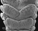 Příchytné lamely na spodní straně prstu australského pagekona rodu Oedura v SEM. Spodní strana prstu s lamelami. Foto J. Bulantová 