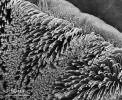 Příchytné lamely na spodní straně prstu australského pagekona rodu Oedura v SEM. Detail štětů tvořících lamely. Foto J. Bulantová 