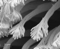 Příchytné lamely na spodní straně prstu australského pagekona rodu Oedura v SEM. Koncové větvení štětů. Foto J. Bulantová